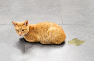 Bí Tiểu Ở Mèo Đực: Dấu Hiệu Nguy Hiểm & Hướng Dẫn Xử Lý Kịp Thời