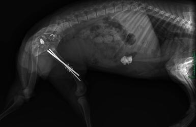Phẫu Thuật Nối Dây Chằng (Suture Stabilization) Ở Chó Mèo