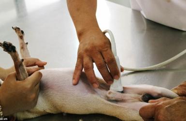 Thực Phẩm Nên Và Không Nên Ăn Khi Chó Mèo Bị Sỏi Tiết Niệu