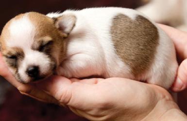 Chăm sóc chó mèo con về nhà mới