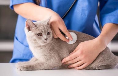 Khám sức khỏe định kỳ cho thú cưng 