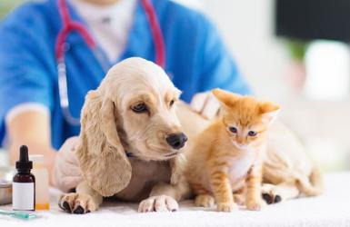 Tại sao nên tiêm phòng cho thú cưng của bạn?