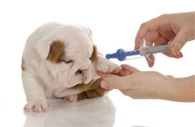 Tại sao phải tiêm phòng vaccine? Quá trình tiêm phòng, chăm sóc và lưu ý trước, trong và sau khi tiêm
