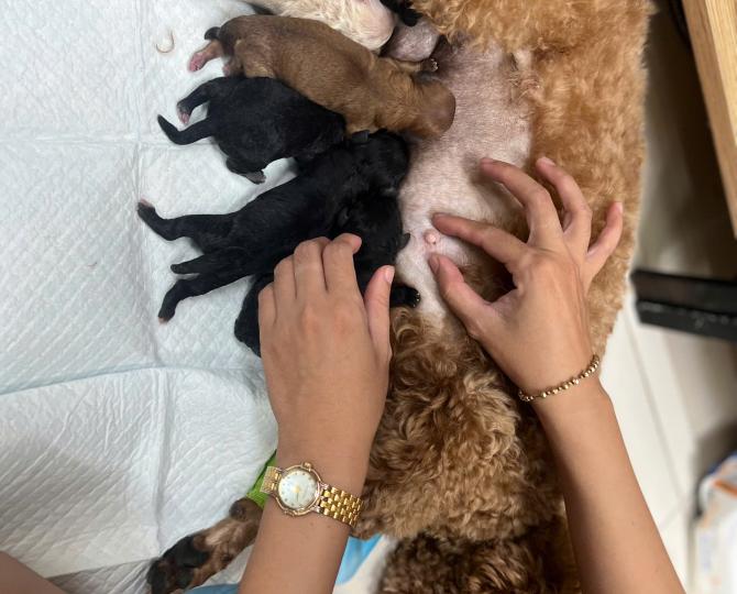 Thú y Onee'sPet 