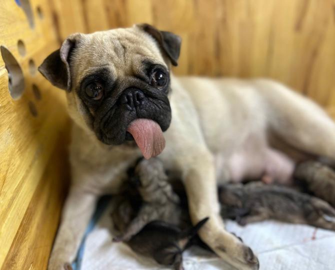 Thú y Onee'sPet 