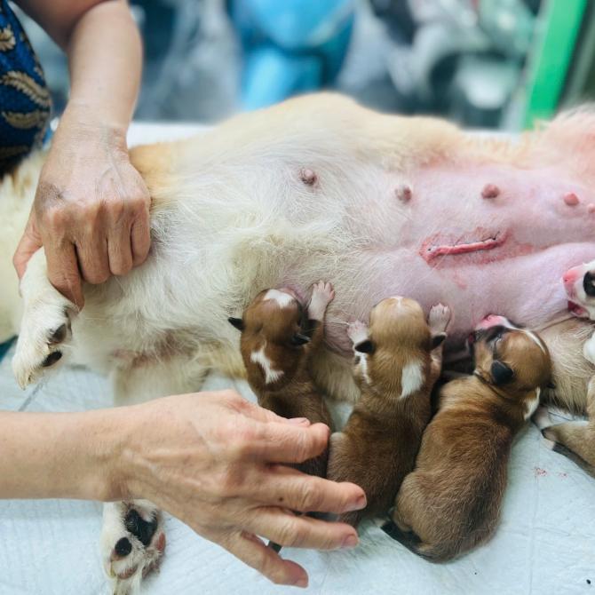 Phòng khám thú y tại Tân Phú - Thú Y ONEE'S PET