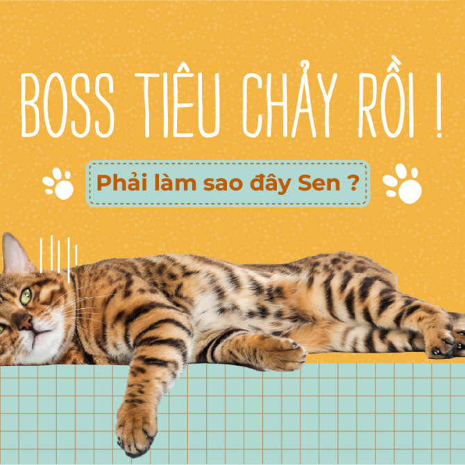 Cách khắc phục tình trạng tiêu chảy ở chó mèo