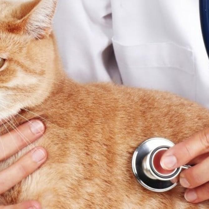 Hướng dẫn cách chăm sóc cho chó mèo sau phẫu thuật