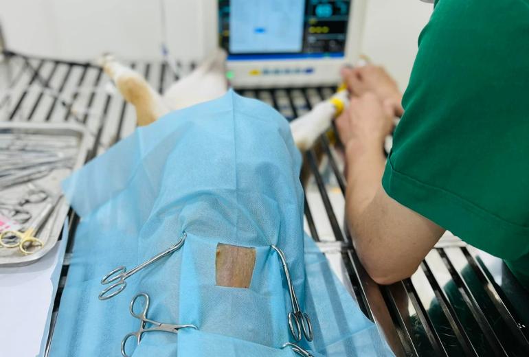 Khám và điều trị bệnh thú cưng