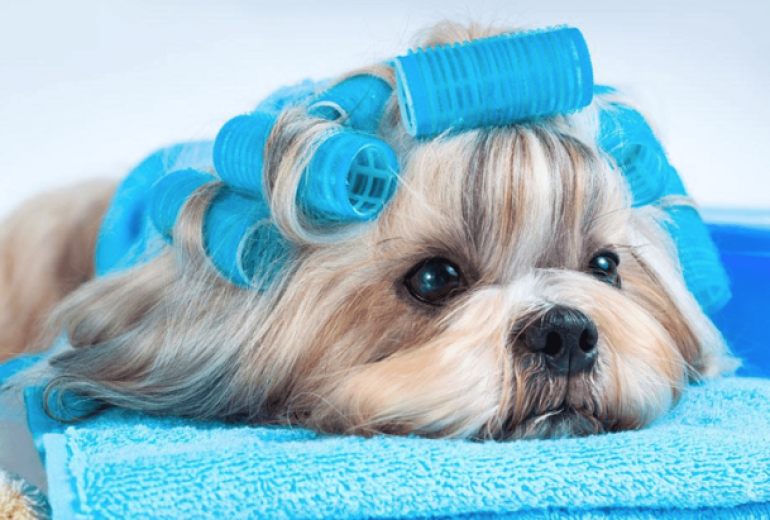 Làm đẹp cho thú cưng (Grooming)