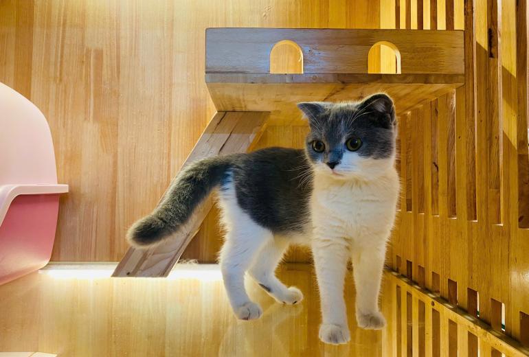 Lưu Trú, Khách Sạn Thú Cưng (Pet Hotel)