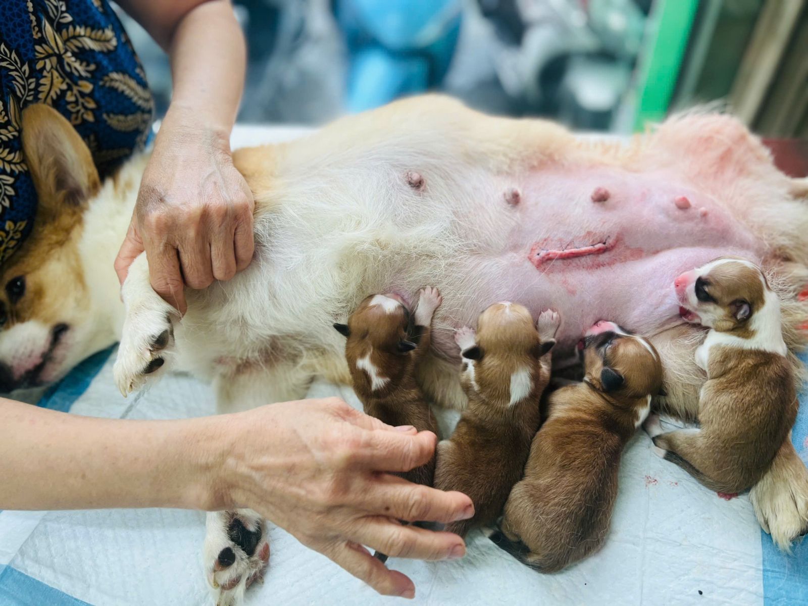 Chăm sóc cho chó mèo trước và sau khi mổ đẻ