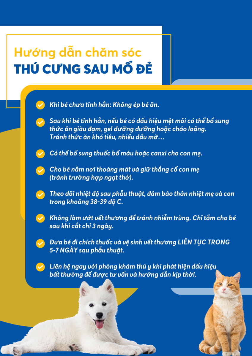Chăm sóc cho chó mèo trước và sau khi mổ đẻ