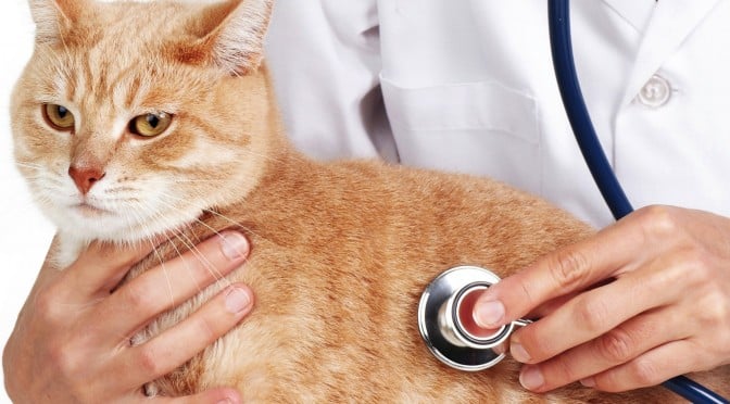Hướng dẫn cách chăm sóc cho chó mèo sau phẫu thuật