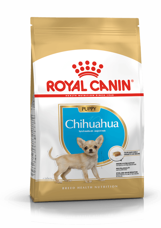 Chihuahua Puppy