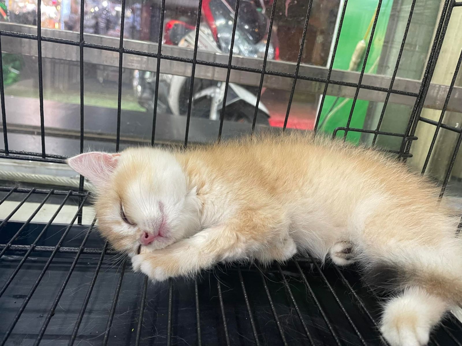 sốc nhiệt ở thú cưng và hướng dẫn cách xử lý