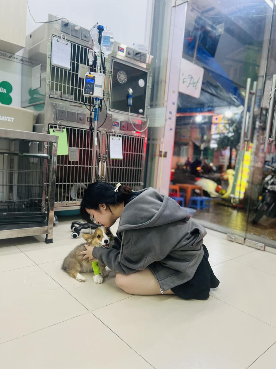 bệnh viện thú y tại tân bình