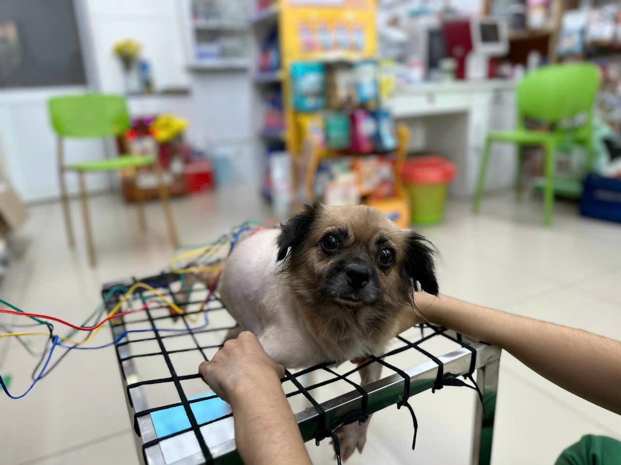 dịch vụ cấp cứu 24/24 cho thú cưng