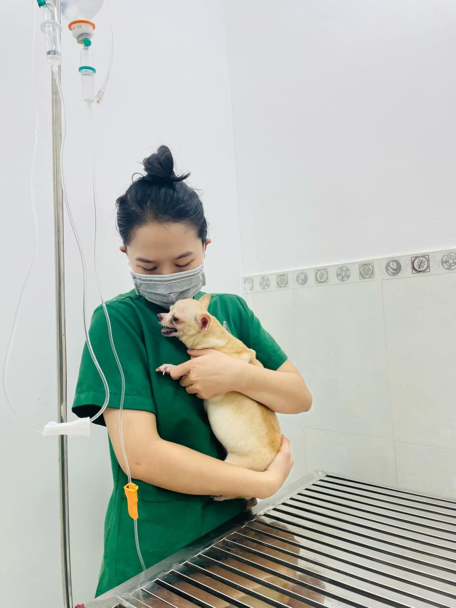 Địa chỉ thăm khám chó mèo uy tín tại Tân Bình