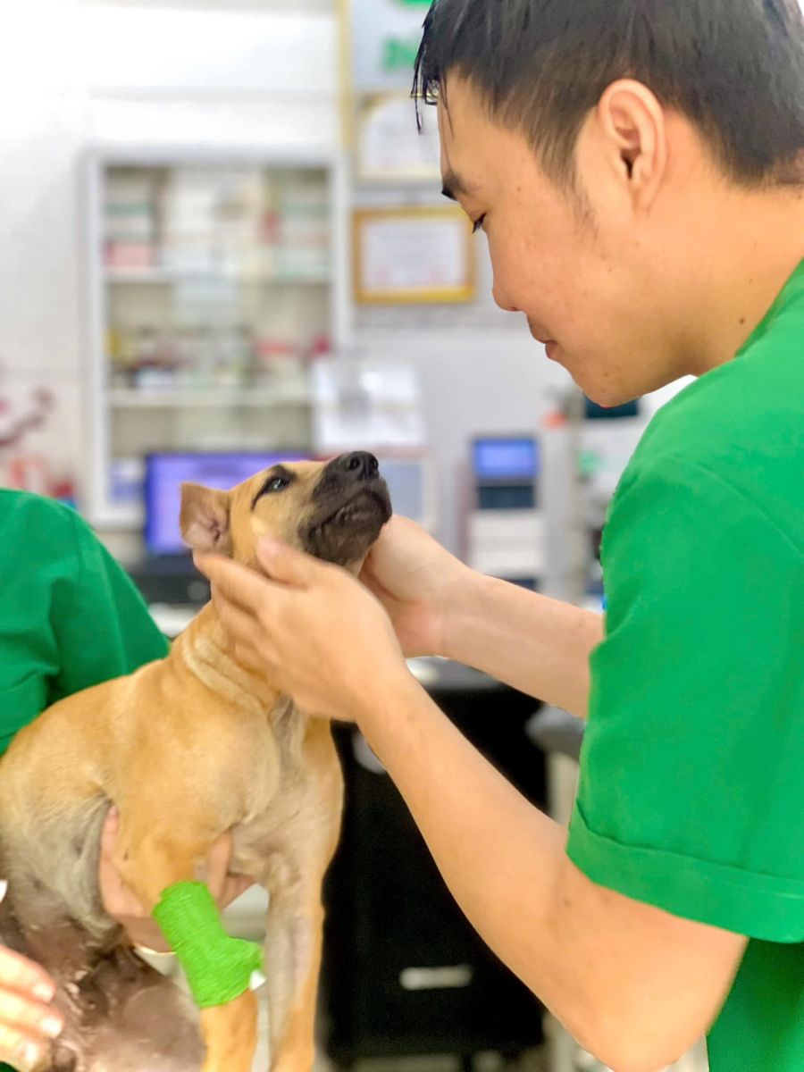 Phẫu Thuật Gọt Chõm Xương Đùi Ở Chó Mèo