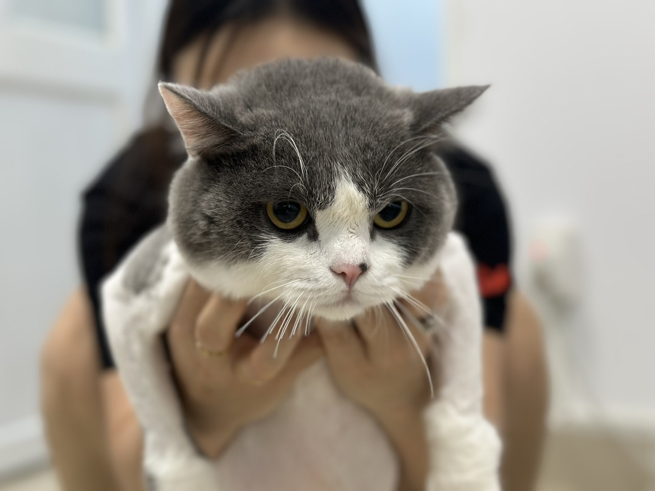 xét nghiệm máu ở thú cưng