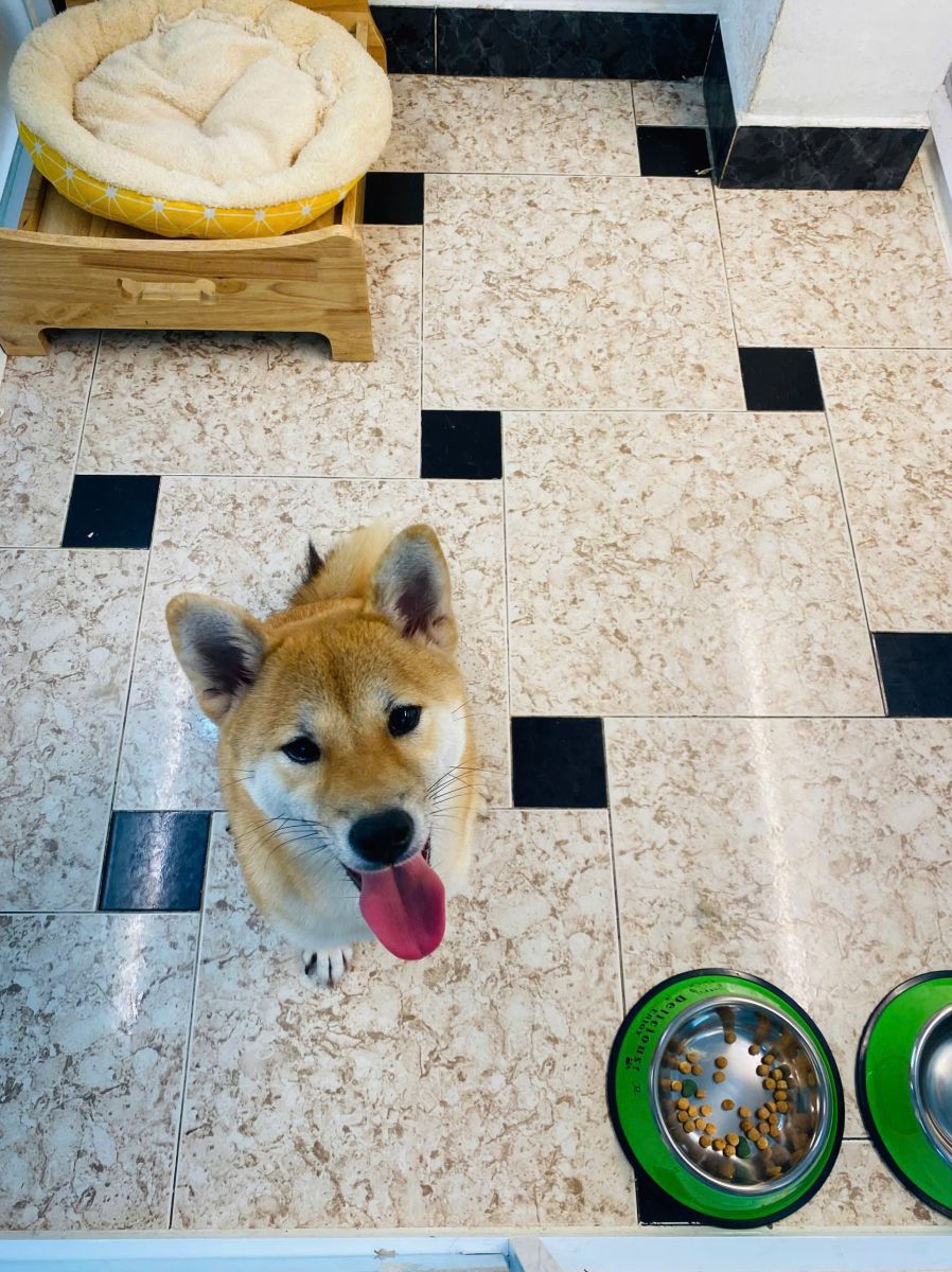 Dịch Vụ Lưu Trú Thú Cưng Cho Chó Bigsize Vào Ngày Tết