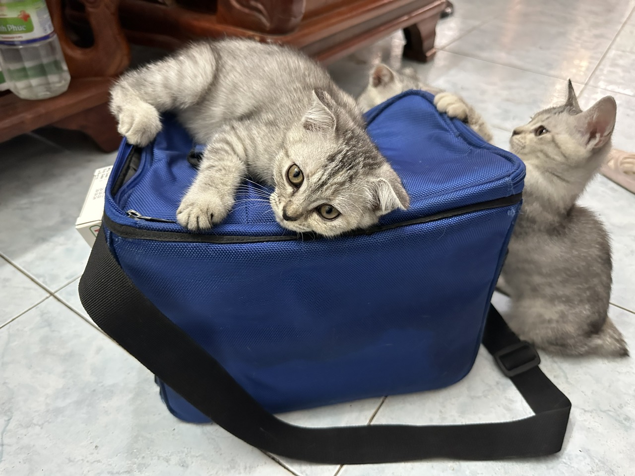 Chăm sóc chó mèo con về nhà mới