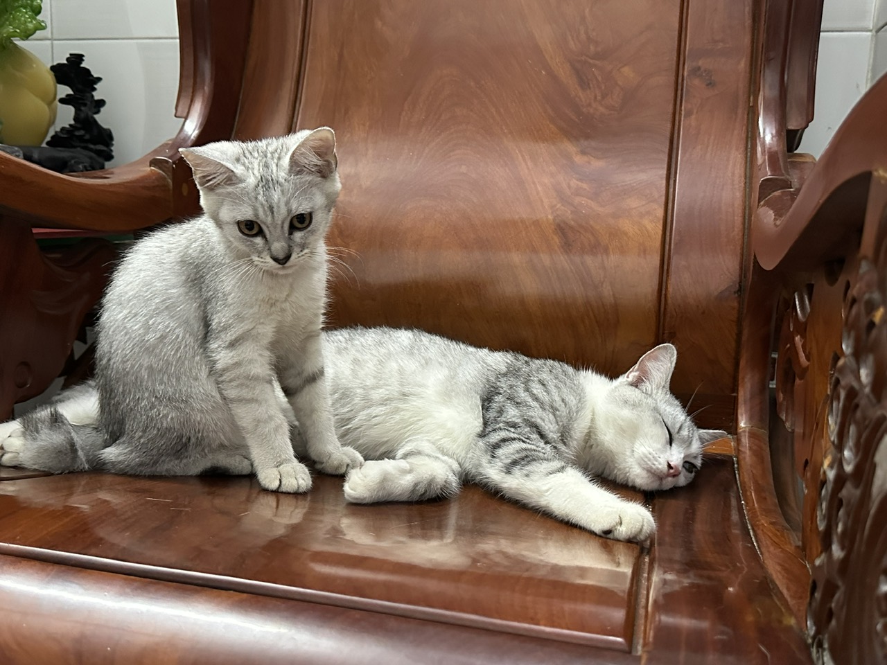 bệnh kí sinh trùng trên máu của chó mèo