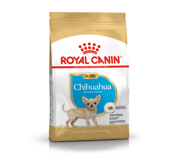 Chihuahua Puppy  